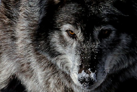 Wolf Up close