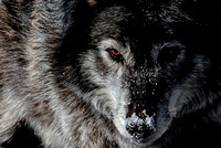 Wolf Up close
