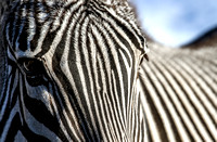 Zebra Twist