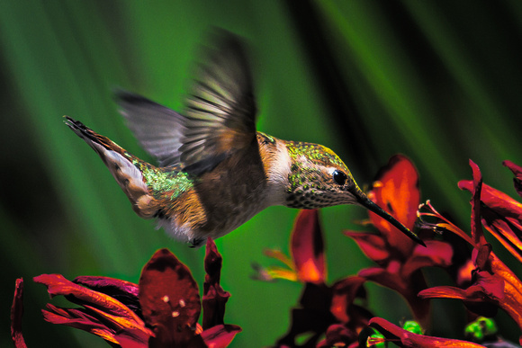 Hummingbird gotham